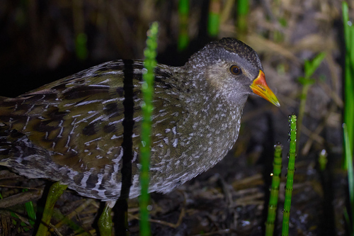 iNaturalist image