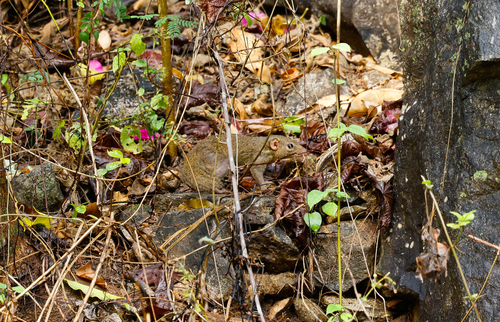 Northern Treeshrew