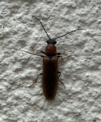 Bordered click beetle photo 4