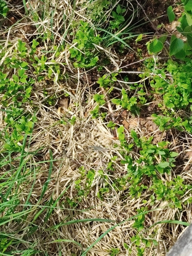 Viviparous Lizard