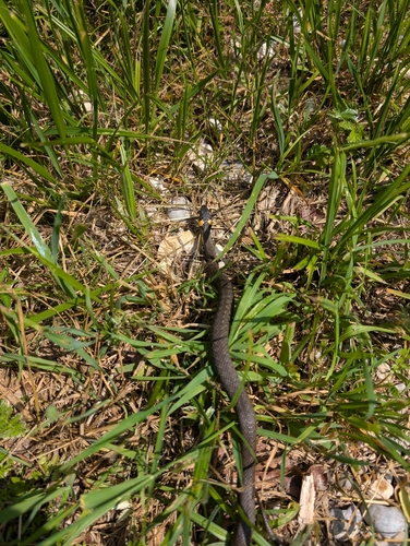 grass snake