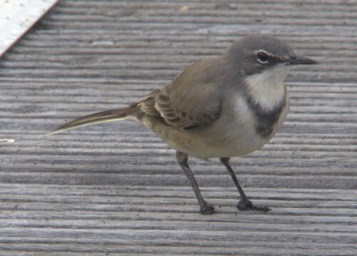 iNaturalist image