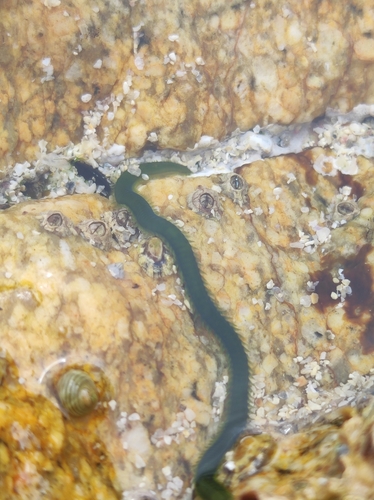 Emerald green paddle worm