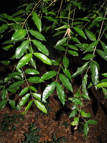 Syzygium floribundum observed 2026-05-30