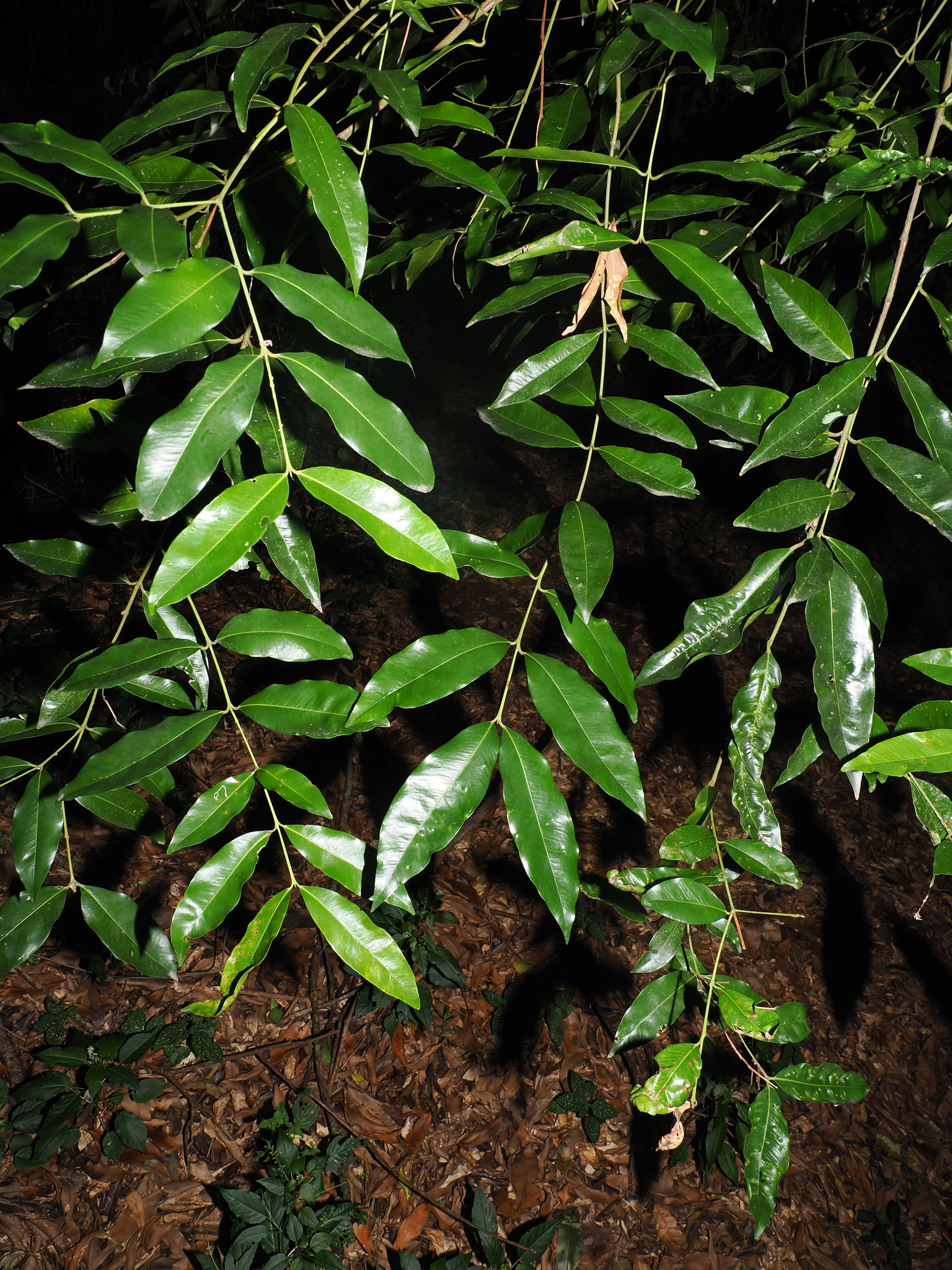 Weeping Lilly Pilly (Syzygium floribundum)