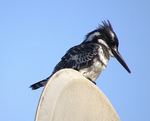 iNaturalist image