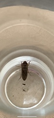Coleoptera