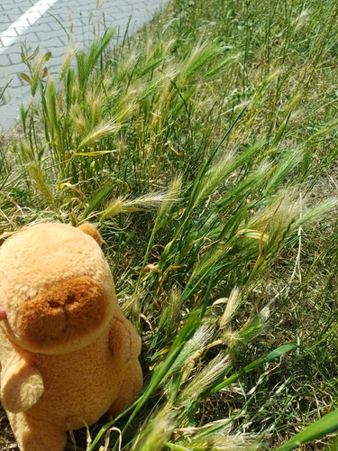 Common Barley