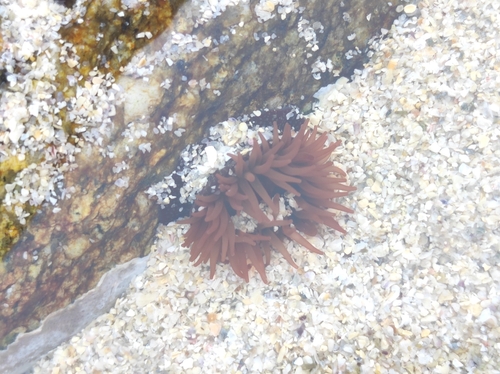 Atlantic Beadlet Anemone