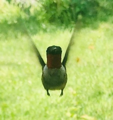 Archilochus colubris