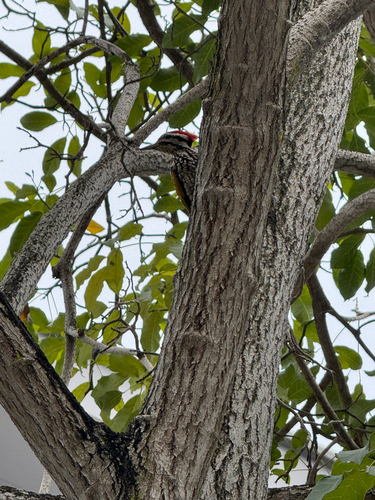Common Flameback