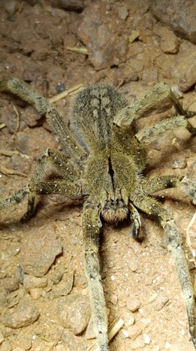 Phoneutria eickstedtae