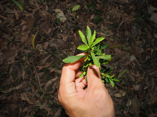 Hibbertia diffusa, photograph 6