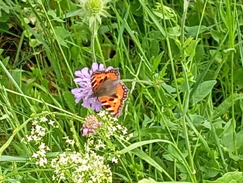 Small Tortoiseshell