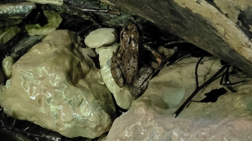 European Common Frog