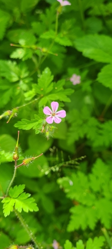 Herb Robert