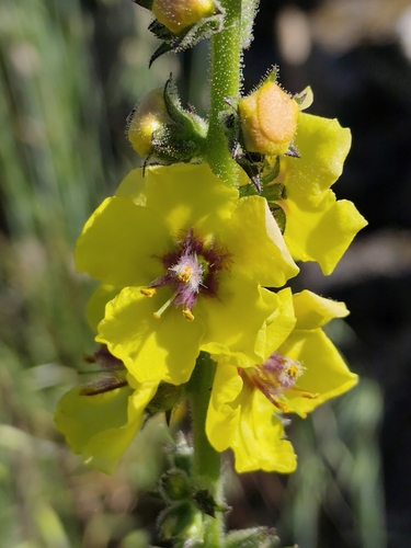 Wand Mullein