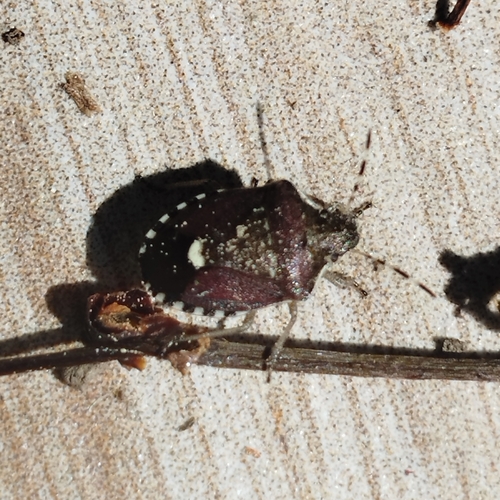 Holcostethus sphacelatus