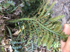 Asplenium appendiculatum maritimum