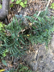 Asplenium appendiculatum maritimum