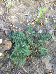 Asplenium appendiculatum maritimum