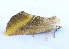 Plagiomimicus aureolum