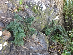 Asplenium appendiculatum maritimum