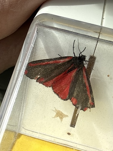 Cinnabar moth