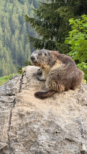 Alpine Marmot