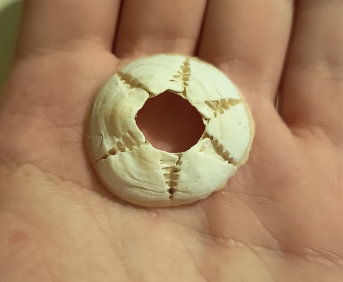 Turtle Barnacle