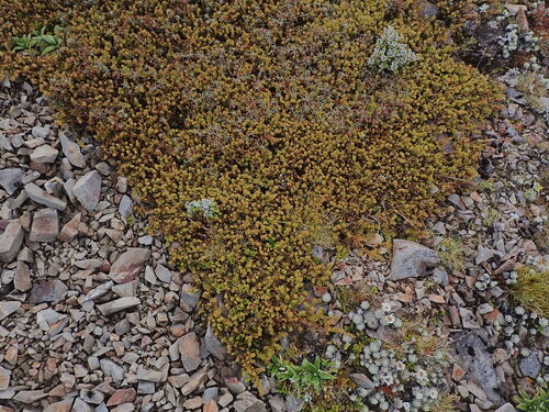 Podocarpus nivalis, photograph 6