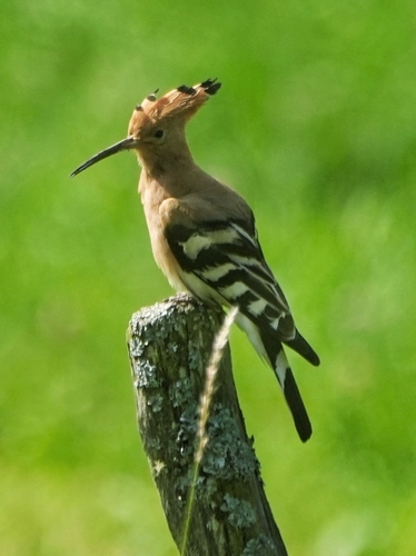 Common Hoopoe