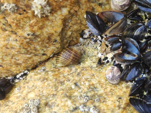 Atlantic Dogwhelk