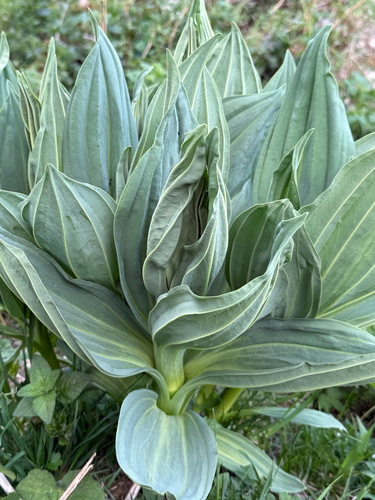Great Yellow Gentian