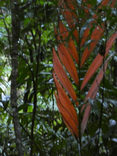 Chambeyronia macrocarpa observed 2026-05-31