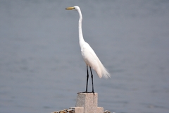 Ardea alba