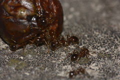 Solenopsis