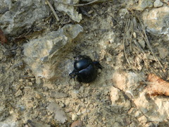 Trypocopris pyrenaeus splendens