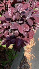 Loropetalum chinense