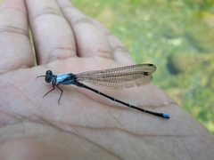 Argia percellulata