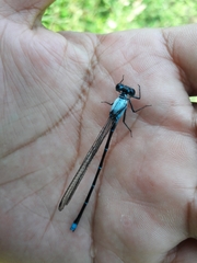 Argia percellulata