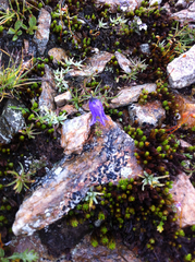 Campanula excisa, photograph (c) OggioniAle, some rights reserved (CC BY-SA)