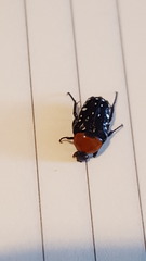 Homothyrea thoracica