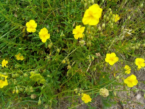 Common Rock-rose