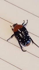 Homothyrea thoracica