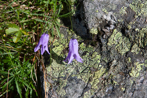 Campanula excisa, photograph 3