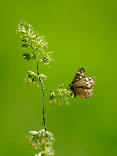 Speckled Wood