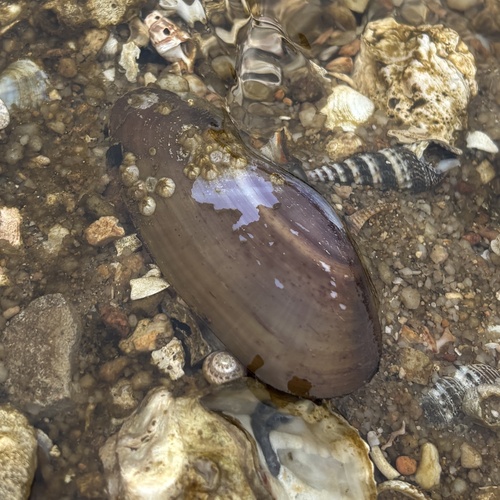 Modiolus philippinarum, 2026-05-31