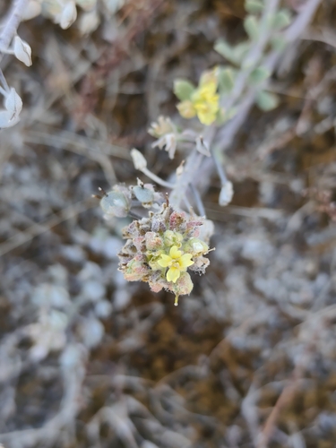 Alyssum gallaecicum