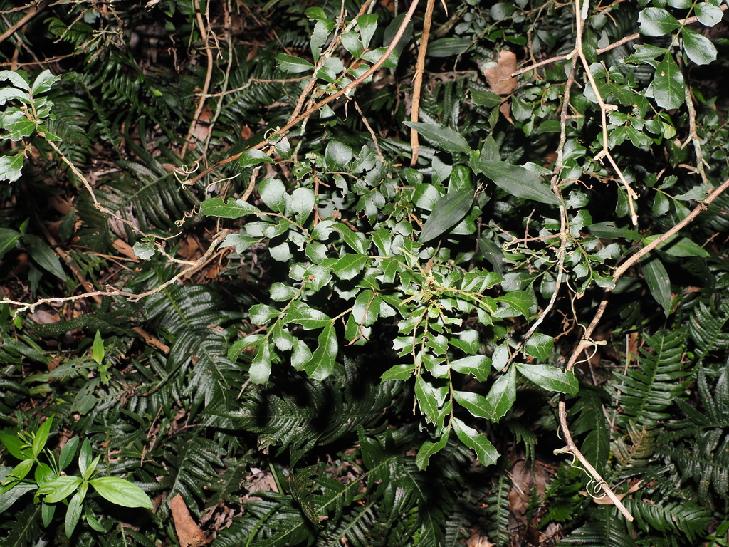 Cupaniopsis shirleyana; photograph (c) Lucas Christofides, some rights reserved (CC BY)